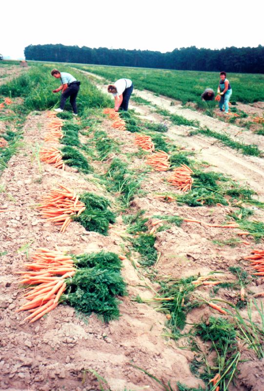rubenernte_in_brandenburg